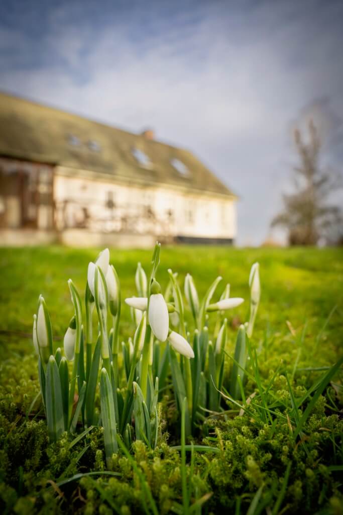 blomster